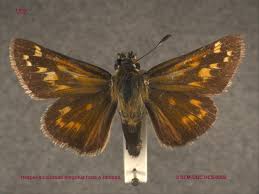 Attēlu rezultāti vaicājumam “Hesperia comma male”