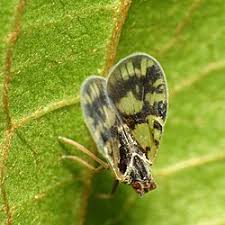 Attēlu rezultāti vaicājumam “Cixius sp.”