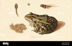 Attēlu rezultāti vaicājumam “Pelophylax adult”