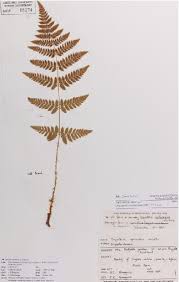 Attēlu rezultāti vaicājumam “Dryopteris carthusiana”