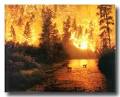 How often do forest fires