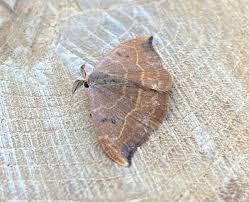 Attēlu rezultāti vaicājumam “Watsonalla binaria”