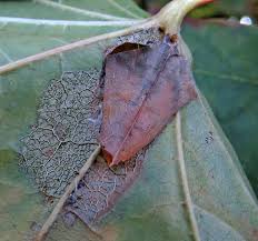 Attēlu rezultāti vaicājumam “Phyllonorycter platanoidella”