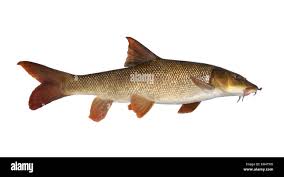 Image result for Barbus barbus