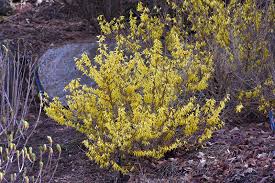 Attēlu rezultāti vaicājumam “Forsythia viridissima flower”