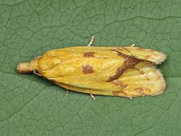 Attēlu rezultāti vaicājumam “Agapeta hamana”