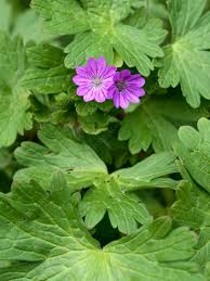 Attēlu rezultāti vaicājumam “Geranium pyrenaicum leaf”