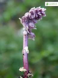 Attēlu rezultāti vaicājumam “Lathraea squamaria bud”