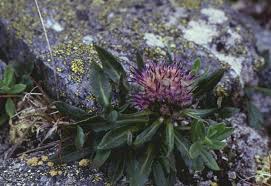 Attēlu rezultāti vaicājumam “Saussurea esthonica”