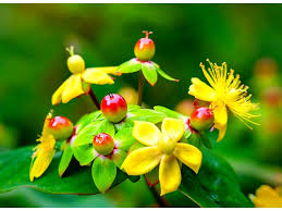 Attēlu rezultāti vaicājumam “Hypericum perforatum flower”