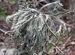 Attēlu rezultāti vaicājumam “Ramalina calicaris”
