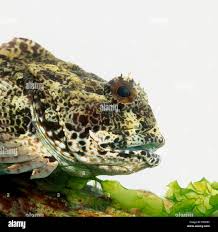 Image result for Myoxocephalus scorpius