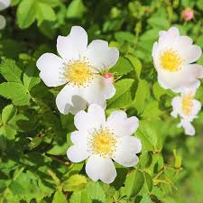 Image result for Rosa canina