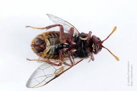 Attēlu rezultāti vaicājumam “Cimbex luteus”