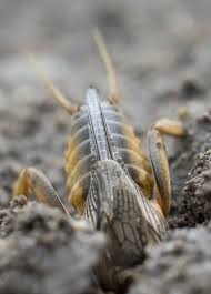 Attēlu rezultāti vaicājumam “Gryllotalpa gryllotalpa”