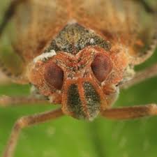 Attēlu rezultāti vaicājumam “Cixius sp.”