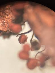 Attēlu rezultāti vaicājumam “Cribraria sp.”