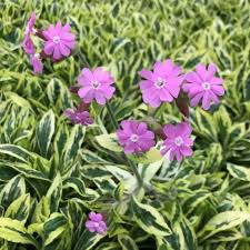 Attēlu rezultāti vaicājumam “Silene dioica leaf”
