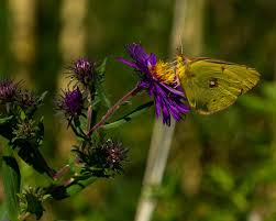 Attēlu rezultāti vaicājumam “Colias croceus”