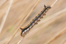 Attēlu rezultāti vaicājumam “Euthrix potatoria larva”