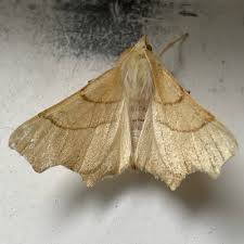 Attēlu rezultāti vaicājumam “Ennomos erosaria”