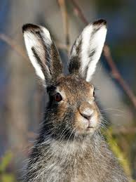 Attēlu rezultāti vaicājumam “Lepus timidus”