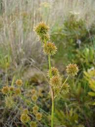 Attēlu rezultāti vaicājumam “Juncus gerardii fruit”