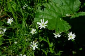 Attēlu rezultāti vaicājumam “Stellaria graminea flower”