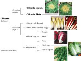 Image result for Chicorée