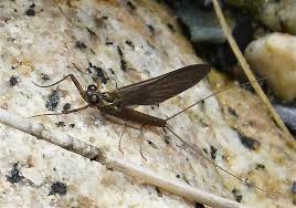 Attēlu rezultāti vaicājumam “Heptagenia sulphurea”