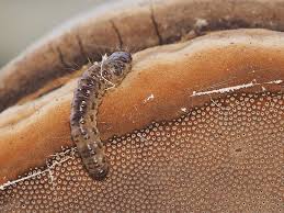 Attēlu rezultāti vaicājumam “Anacampsis blatariella”