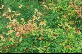 Attēlu rezultāti vaicājumam “Euonymus europaeus leaf”
