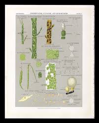 Attēlu rezultāti vaicājumam “myxomicetes”