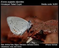 Attēlu rezultāti vaicājumam “Everes argiades”