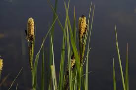 Attēlu rezultāti vaicājumam “Carex riparia”