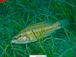 Image result for Symphodus bailloni