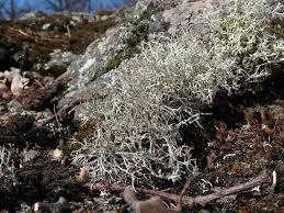 Attēlu rezultāti vaicājumam “Cladonia rangiferina”