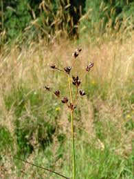 Attēlu rezultāti vaicājumam “Juncus articulatus”