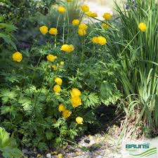 Attēlu rezultāti vaicājumam “Trollius europaeus leaf”