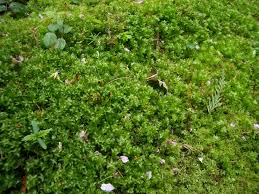 Attēlu rezultāti vaicājumam “Plagiomnium undulatum sporophyte”