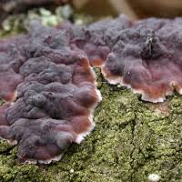 Attēlu rezultāti vaicājumam “Peniophora laurentii”