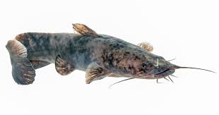 Image result for Pylodictis olivaris