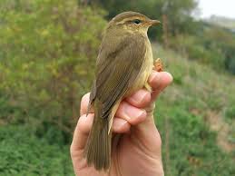 Image result for Phylloscopus schwarzi
