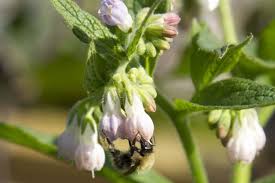 Attēlu rezultāti vaicājumam “Symphytum officinale bud”