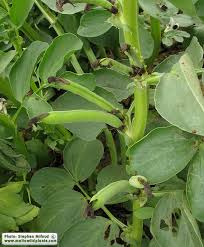 Attēlu rezultāti vaicājumam “Vicia faba leaf”