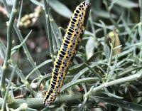 Attēlu rezultāti vaicājumam “Calophasia lunula larva”