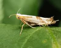 Attēlu rezultāti vaicājumam “Argyresthia pruniella”