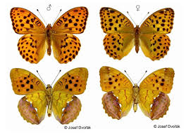 Attēlu rezultāti vaicājumam “Argynnis laodice male”