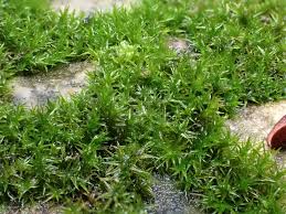 Attēlu rezultāti vaicājumam “Didymodon rigidulus”