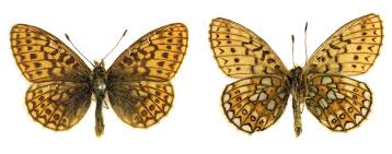 Attēlu rezultāti vaicājumam “Boloria eunomia”